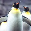 Пингвины открыли сезон оздоровительных прогулок
