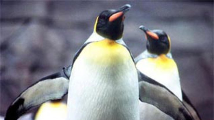 Пингвины открыли сезон оздоровительных прогулок