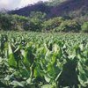 Вакцину от сибирки будут выращивать на табачных плантациях