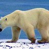 В Гренландии туристам выдают лицензию на отстрел белых медведей