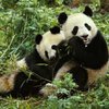 Китайцы в знак дружбы подарят Тайваню панд