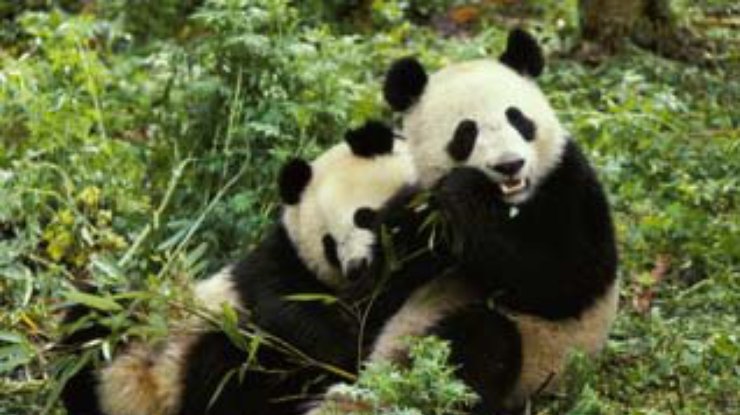 Китайцы в знак дружбы подарят Тайваню панд