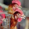 ВОЗ направляет в Турцию экспертов на изучение птичьего гриппа