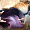 В Танзании резко возросло количество львов-людоедов
