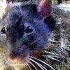 Пойманная мышь дорого продала свою жизнь, спалив хозяйский дом