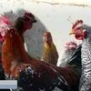Птичий грипп добрался до турецких курортов