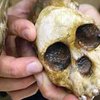 Недостающее звено в цепи человечества погибло от когтей африканского орла