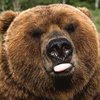 В Черниговской области в зоопарке медведь откусил руки ребенку