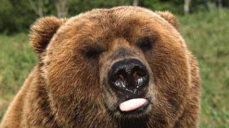 В Черниговской области в зоопарке медведь откусил руки ребенку
