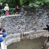 Медведь откусил школьнику обе руки