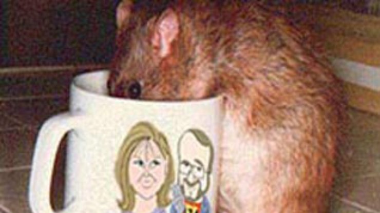 Кофе усиливает жажду секса