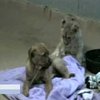 В зоопарке Сан-Диего лучшими друзьями стали львенок и щенок