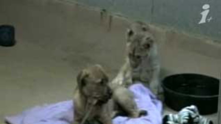В зоопарке Сан-Диего лучшими друзьями стали львенок и щенок