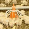 В Харьковской области на птицеферме погибли 12 тысяч цыплят
