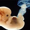 Во Франции разрешены исследования с клетками человеческого эмбриона