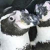Немецкий зоопарк так не смог изменить ориентацию пингвинов-геев
