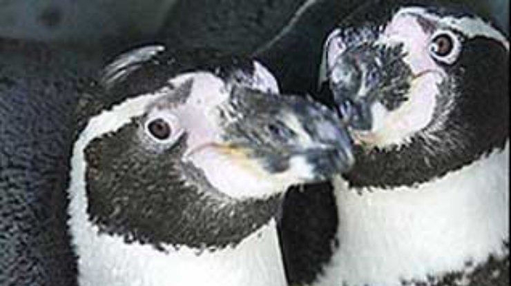 Немецкий зоопарк так не смог изменить ориентацию пингвинов-геев