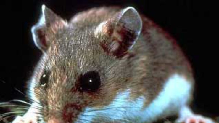 Американцы научились лечить депрессию у мышей