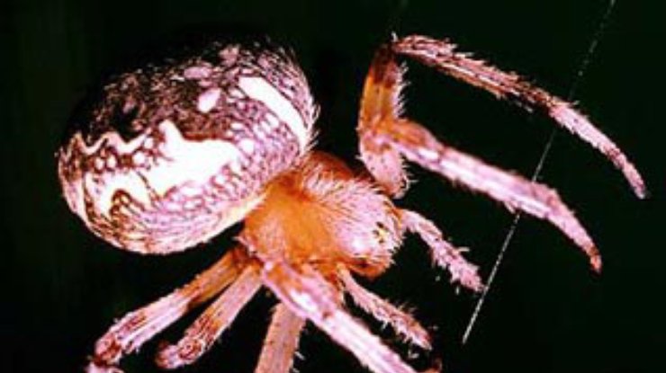 Исследователи обнаружили новых пауков-убийц на Мадагаскаре