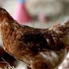 Вакцина против птичьего гриппа прошла первые испытания