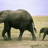 Месть человеку помогает слонам переживать посттравматический стресс