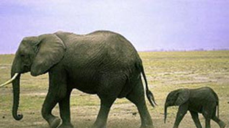 Месть человеку помогает слонам переживать посттравматический стресс