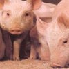 Диабет будут лечить пересадкой клеток поджелудочной железы свиней