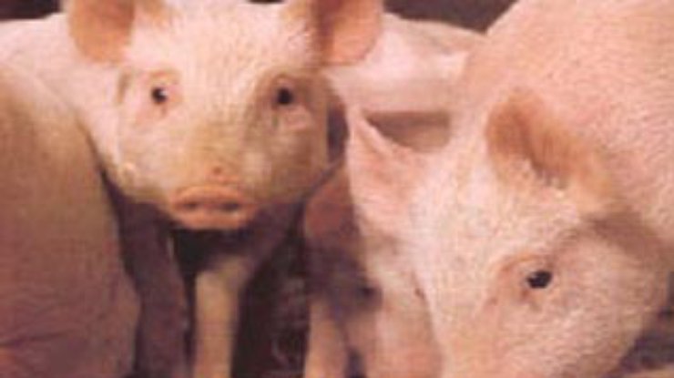 Диабет будут лечить пересадкой клеток поджелудочной железы свиней