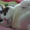 Китайский кот весит 15 килограммов