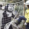 В Токио учились ловить сбежавших из зоопарка горилл