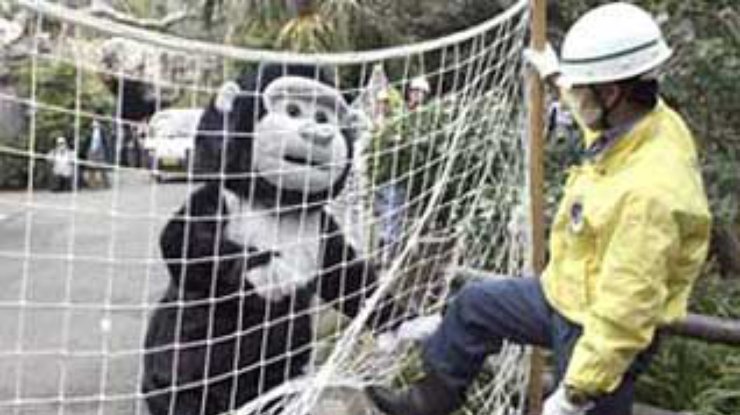 В Токио учились ловить сбежавших из зоопарка горилл