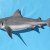 Средиземноморские акулы "равнодушны" к людям