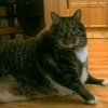 Самый толстый в мире кот весит 20 с половиной килограммов