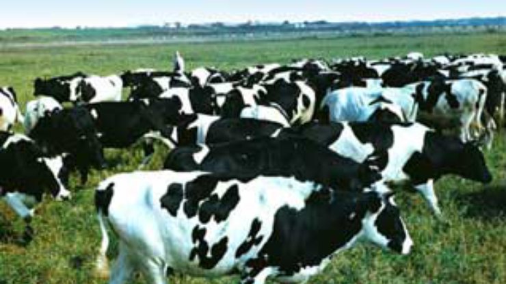 Россияне пока не огласили результаты аудита мясо-молочных предприятий