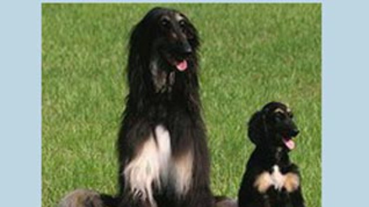 Снуппи признан первой клонированной собакой