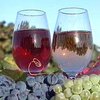 Красное вино защищает от болезней десен
