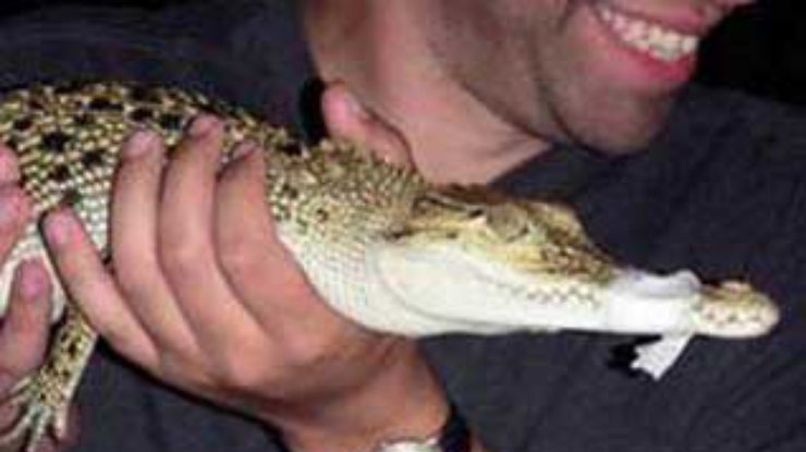В ЮАР судят браконьера, перевозившего в машине более тысячи крокодилов