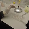 Европейцев привьют от птичьего гриппа венгерской вакциной