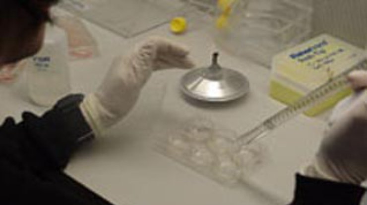 Европейцев привьют от птичьего гриппа венгерской вакциной