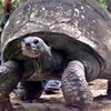 В Индии умерла уникальная черепаха