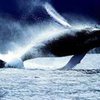 Около 50 китов "выбросились" на берег около Индонезии
