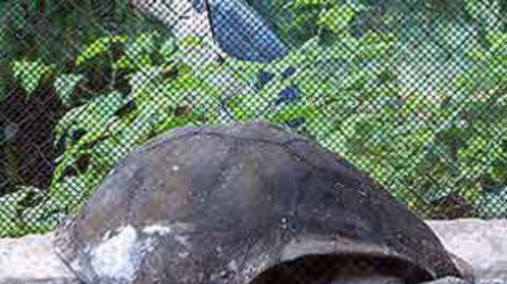 В зоопарке Калькутты умерла 250-летняя черепаха, самое старое животное планеты