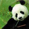 Тайвань не хочет видеть китайских панд
