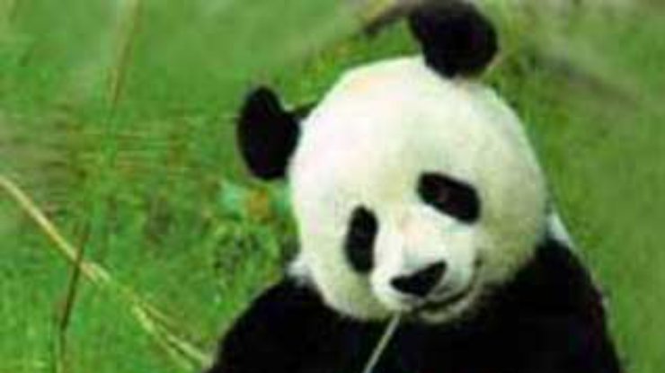 Тайвань не хочет видеть китайских панд