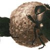 Навозные жуки Америки зарабатывают 380 миллионов в год