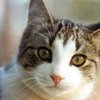 Кошка может заразить человека птичьим гриппом