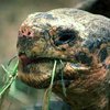 В Каирском зоопарке умерло самое старое в Египте животное