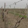 Украинские виноградари просят о помощи