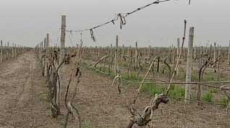 Украинские виноградари просят о помощи
