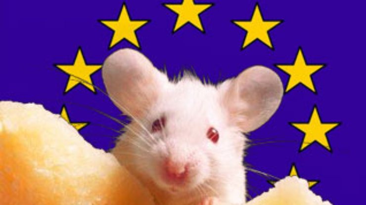 Европейский сыр для украинской мышки